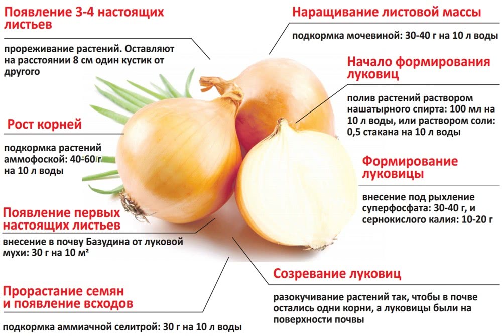 Схема посадки лука репчатого семейного