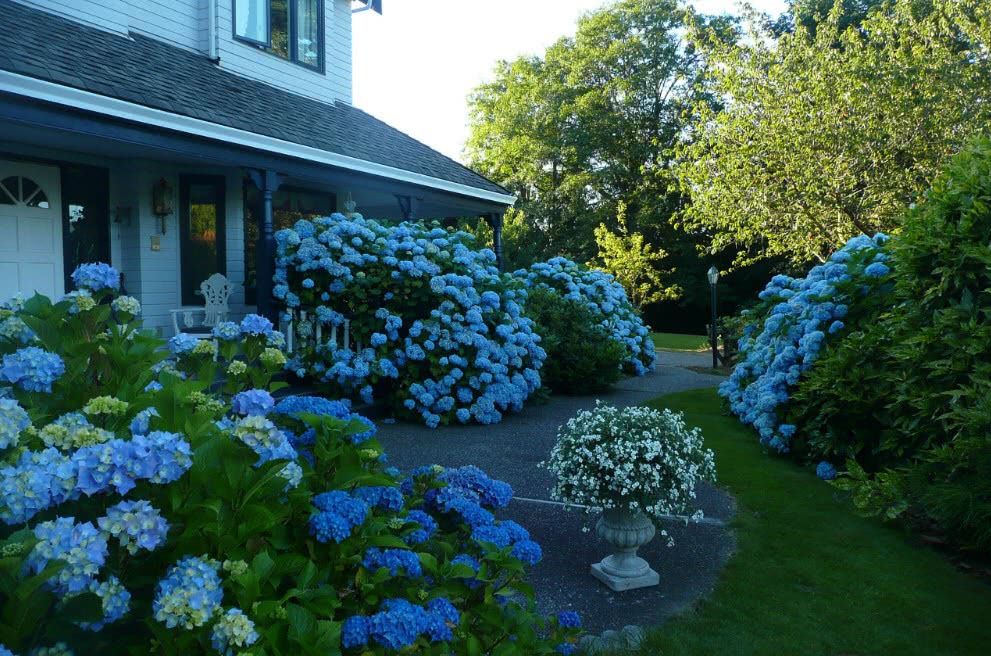Гортензия в дизайне сада с какими цветами сочетается фото