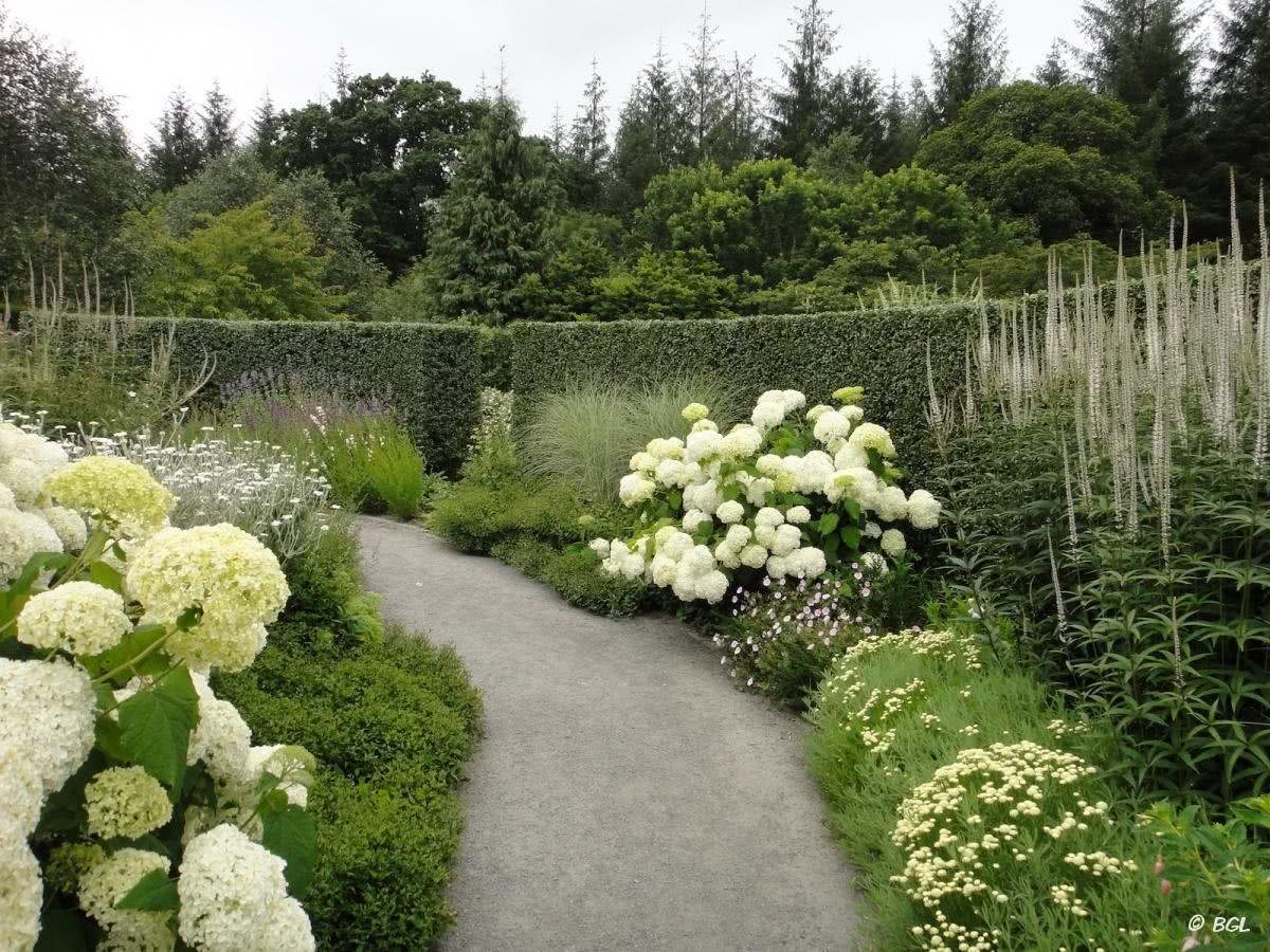 Гортензия в дизайне сада с какими цветами сочетается фото